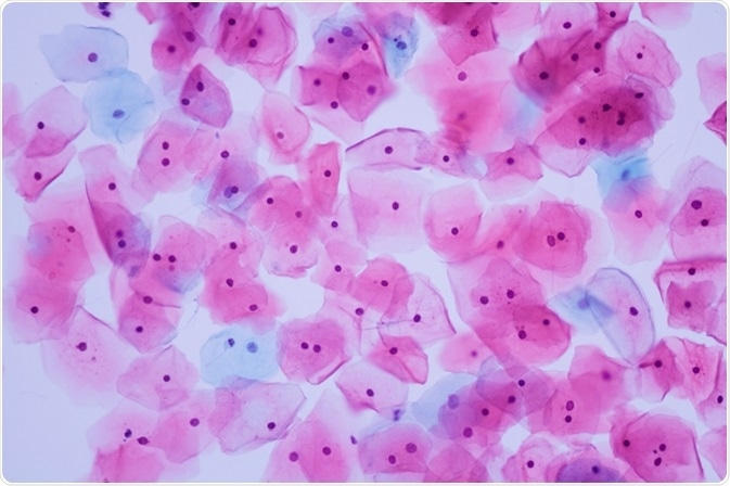 耶鲁大学医学院| TissueFAXS Cytometry技术探秘单个免疫细胞微环境